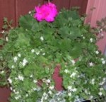 Click to see Secadas not Big Geraniums
